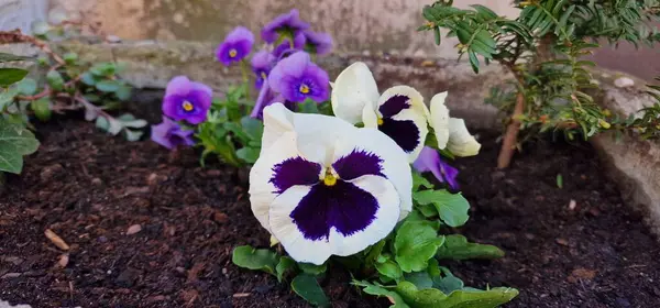 stock image garden pansy is a type of polychromatic large-flowered hybrid plant cultivated as a garden flower. It is derived by hybridization from several species in the section Melanium of the genus Viola, parti