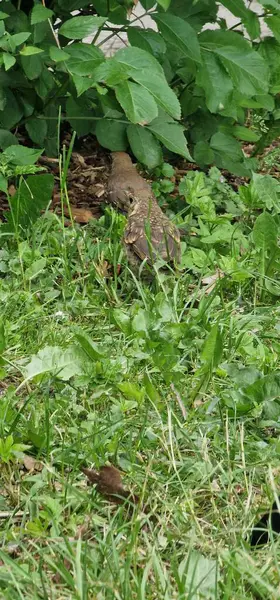 stock image  thrushes are medium-sized mostly insectivorous or omnivorous birds in the genus Turdus of the wider thrush family, Turdidae. The genus name Turdus is Latin for 