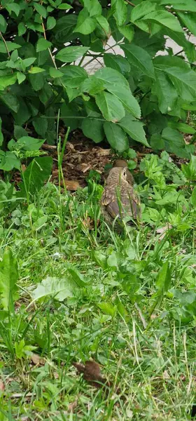 stock image  thrushes are medium-sized mostly insectivorous or omnivorous birds in the genus Turdus of the wider thrush family, Turdidae. The genus name Turdus is Latin for 