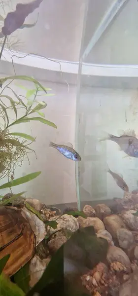 stock image juvenile fin in fish tank Lepomis gibbosus, commonly known as the Pumpkinseed Sunfish, is a freshwater fish species native to North America. Here's some information about it