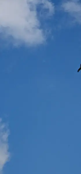 stock image silhouette of bird of prey in the skies