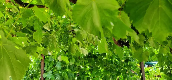 stock image Wine is made with grapes, but not typical table grapes you'll find at the grocery. Wine grapes (latin name: Vitis vinifera) have thick skins, are small