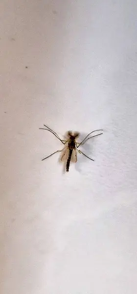 Buchlov Şatosu İlkbahar gününde tepede