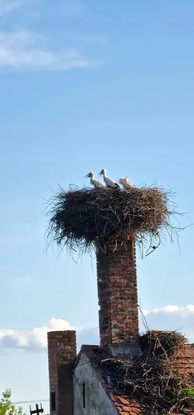 stock image stork offspring in the nest on the chimney Ciconia ciconia