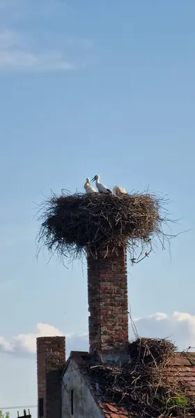 stock image stork offspring in the nest on the chimney Ciconia ciconia