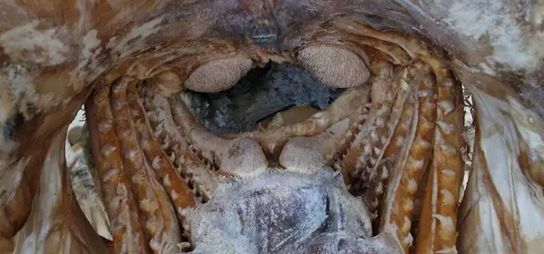 stock image inside the mouth of wells catfish silurus glanis