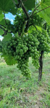 grapes detail look on fruits on vineyard clipart