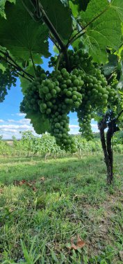 grapes detail look on fruits on vineyard clipart