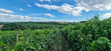 Güney Moravya şarap bölgesinde üzüm bağları