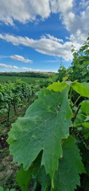 vineyard summer grapes in south moravia wine region clipart