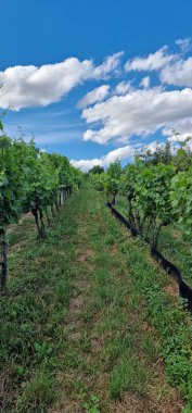 Güney Moravya şarap bölgesinde üzüm bağları