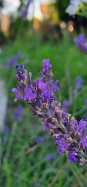 Arı lavantadan nektar topluyor 