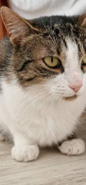 Kediler bağımsız ama sevecen doğalarıyla tanınan popüler evcil hayvanlardır. Onlar Felis catus türüne ait etobur memeliler..