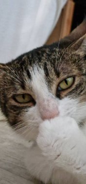 Kediler bağımsız ama sevecen doğalarıyla tanınan popüler evcil hayvanlardır. Onlar Felis catus türüne ait etobur memeliler..