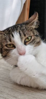 Kediler bağımsız ama sevecen doğalarıyla tanınan popüler evcil hayvanlardır. Onlar Felis catus türüne ait etobur memeliler..