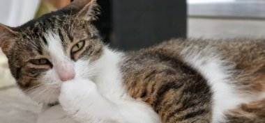 Kediler bağımsız ama sevecen doğalarıyla tanınan popüler evcil hayvanlardır. Onlar Felis catus türüne ait etobur memeliler..