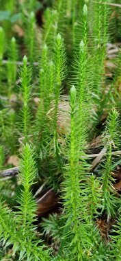 Lycophytes, geniş çaplı olarak çevrelendiğinde, kulüp yosunlarını da içeren bir damar bitkisi grubudur. Lycopodiophyta, Lycophyta ya da Lycopodiophytina olarak da bilinir.