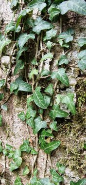 Hedera helix, the common ivy, European ivy, King's Choice ivy, or just ivy, is a species of flowering plant in the family Araliaceae. It is native to most of Europe and parts of western Asia. Ivy is a clinging evergreen vine that grows on tree trunks clipart