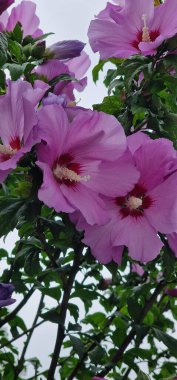 Hibiscus syriacus, Malvaceae familyasından bir bitki türü. Doğu Asya 'nın bazı bölgelerine özgüdür ancak Avrupa ve Kuzey Amerika' nın büyük kısmı dahil olmak üzere başka yerlerde de yaygın olarak tanıtılır.. 