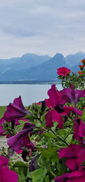 Wolfgangseeblick Lake Wolfgang 'ın İngilizce görüntüsü, Avusturya' nın Salzkammergut bölgesinde yer alan Wolfgangsee 'nin nefes kesici panoramik manzarasına atıfta bulunuyordu..