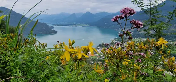 Wolfgangseeblick Lake Wolfgang 'ın İngilizce görüntüsü, Avusturya' nın Salzkammergut bölgesinde yer alan Wolfgangsee 'nin nefes kesici panoramik manzarasına atıfta bulunuyordu..