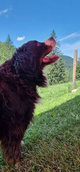 Bernese Dağ Köpeği, genellikle Bern olarak da anılır, genellikle siyah, beyaz ve pas lekeleri barındıran üç renkli kürkü ile tanınan büyük, dayanıklı bir türdür. Kaynak f