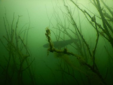 silurus glanis european wles catfish fish in a submerged tree orchard on the bottom of a lake Most czech republic recultivated coal mine, post minig lake scuba diving encounter clipart