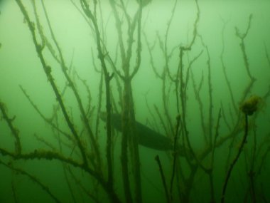 Silurus glanis european wles bir gölün dibindeki su altındaki bir ağaç bahçesinde yayın balığı çoğu czech cumhuriyeti yeniden işlenmiş kömür madeni, Minig Gölü scuba dalışı sonrası