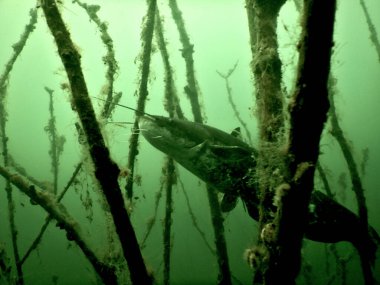 Silurus glanis european wles bir gölün dibindeki su altındaki bir ağaç bahçesinde yayın balığı çoğu czech cumhuriyeti yeniden işlenmiş kömür madeni, Minig Gölü scuba dalışı sonrası