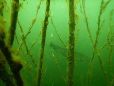 Silurus glanis european wles bir gölün dibindeki su altındaki bir ağaç bahçesinde yayın balığı çoğu czech cumhuriyeti yeniden işlenmiş kömür madeni, Minig Gölü scuba dalışı sonrası