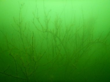 underwater scenery from freshwater lake macrophytes, submerged tree  clipart