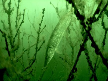 Esox Lucius Kuzey Pike Gölü Scuba Dalış Gezisi