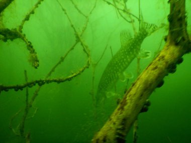 Esox Lucius Kuzey Pike Gölü Scuba Dalış Gezisi
