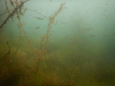 underwater scenery of adult and juvenile fish roach rutilus rutulis and european perch perca fluviatilis in shallows and macrophytes of a freshwater lake clipart