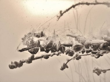 Zebra midyesi küçük bir tatlı su midyesi. Bu tür Güney Rusya ve Ukrayna 'nın göllerinden gelmektedir, ancak kazara başka bölgelere de bulaşmıştır ve bir istilaya dönüşmüştür.