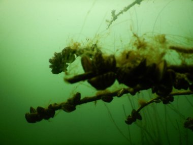 Zebra midyesi küçük bir tatlı su midyesi. Bu tür Güney Rusya ve Ukrayna 'nın göllerinden gelmektedir, ancak kazara başka bölgelere de bulaşmıştır ve bir istilaya dönüşmüştür.
