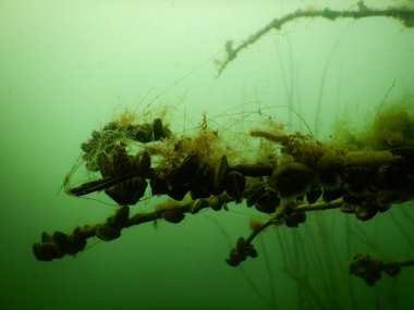 Zebra midyesi küçük bir tatlı su midyesi. Bu tür Güney Rusya ve Ukrayna 'nın göllerinden gelmektedir, ancak kazara başka bölgelere de bulaşmıştır ve bir istilaya dönüşmüştür.