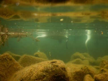 sessiz kuğu cygnus olor büyük whote kuş akatik makrophytes ile beslenen 