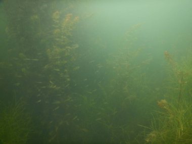 underwater scenery of adult and juvenile fish roach rutilus rutulis and european perch perca fluviatilis in shallows and macrophytes of a freshwater lake clipart