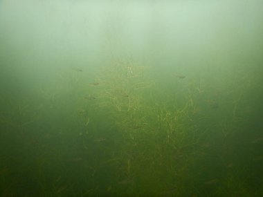 underwater scenery of adult and juvenile fish roach rutilus rutulis and european perch perca fluviatilis in shallows and macrophytes of a freshwater lake clipart