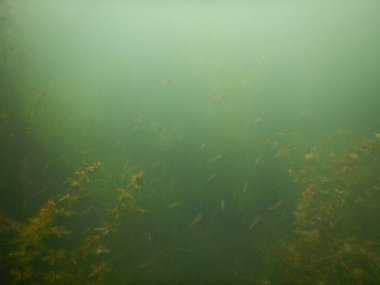 Yetişkin ve genç balık hamamböceği rutilus rutulis ve avrupa levrek perka fluviatilis 'in sığ sularda ve tatlı su gölünün makrofitlerinde su altı manzarası.