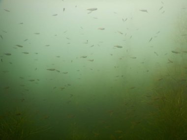 Yetişkin ve genç balık hamamböceği rutilus rutulis ve avrupa levrek perka fluviatilis 'in sığ sularda ve tatlı su gölünün makrofitlerinde su altı manzarası.