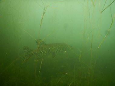 Esox Lucius North Pike 'ın çoğu göl dalışında
