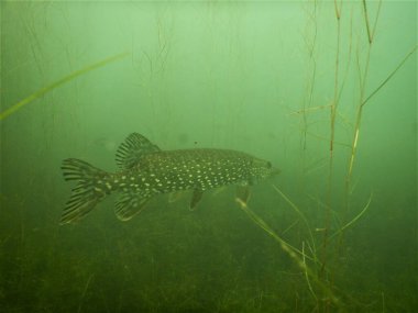 Esox Lucius North Pike 'ın çoğu göl dalışında
