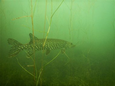 Esox Lucius North Pike 'ın çoğu göl dalışında