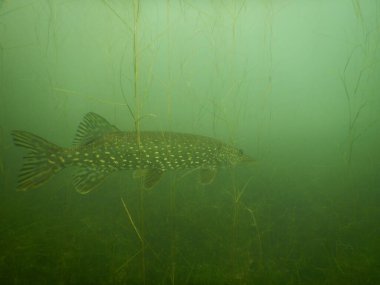 Esox Lucius North Pike 'ın çoğu göl dalışında