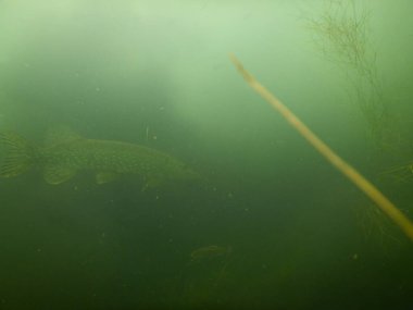 Esox Lucius North Pike 'ın çoğu göl dalışında