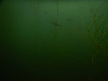 underwater scenery of adult and juvenile fish roach rutilus rutulis and european perch perca fluviatilis in shallows and macrophytes of a freshwater lake clipart