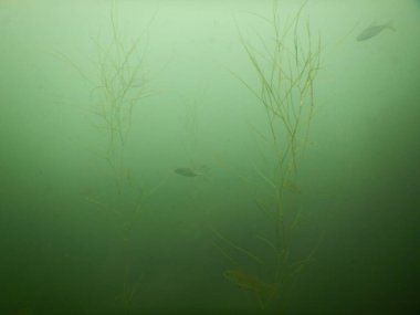Yetişkin ve genç balık hamamböceği rutilus rutulis ve avrupa levrek perka fluviatilis 'in sığ sularda ve tatlı su gölünün makrofitlerinde su altı manzarası.