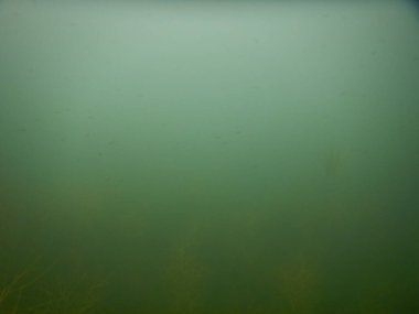 Yetişkin ve genç balık hamamböceği rutilus rutulis ve avrupa levrek perka fluviatilis 'in sığ sularda ve tatlı su gölünün makrofitlerinde su altı manzarası.